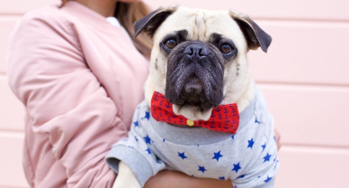 Fashion pug hotsell
