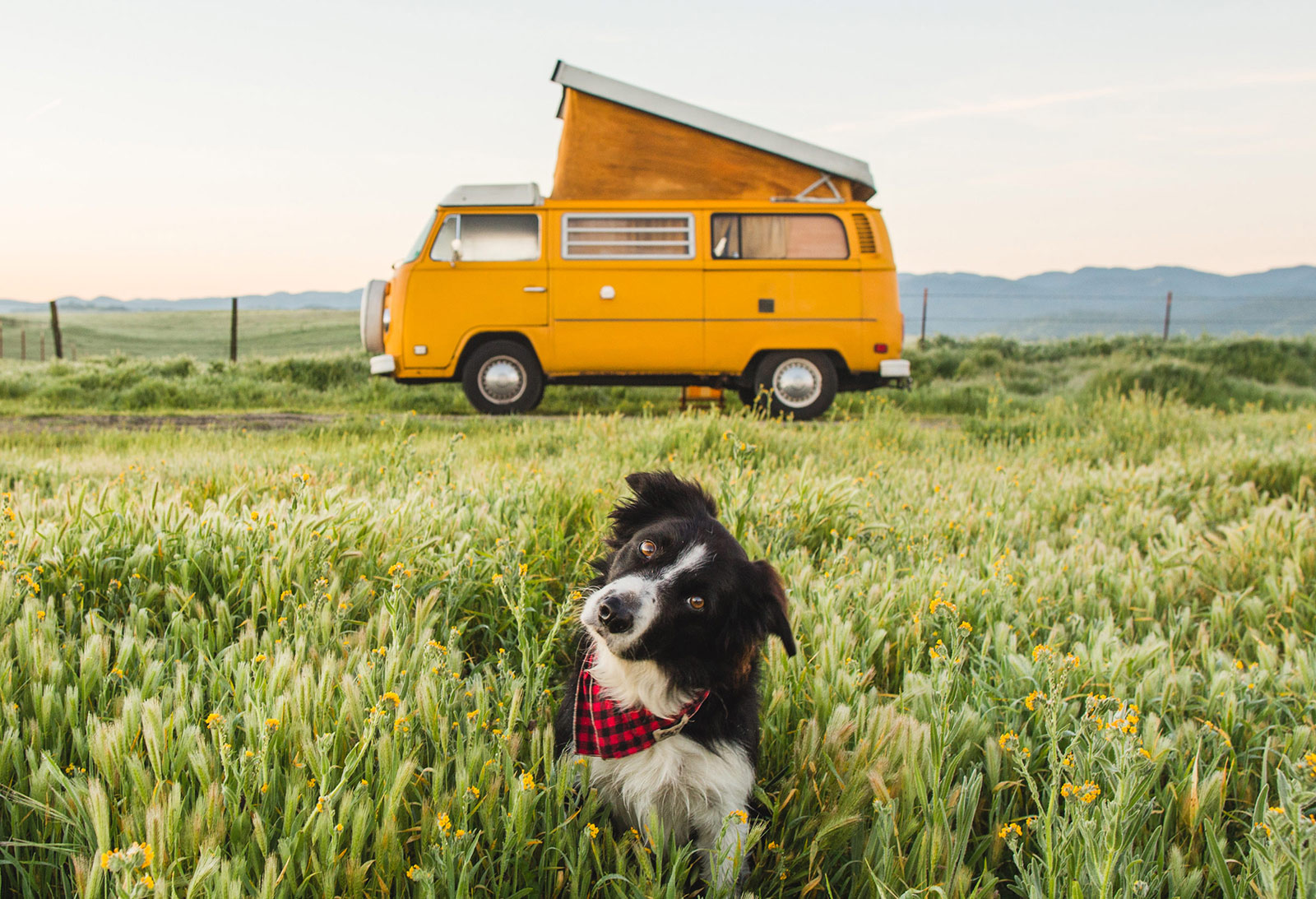 Mellow border collie cheap